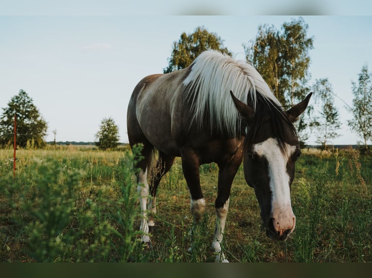 American Paint Horse Hongre 3 Ans 143 cm Grullo in Rosenau
