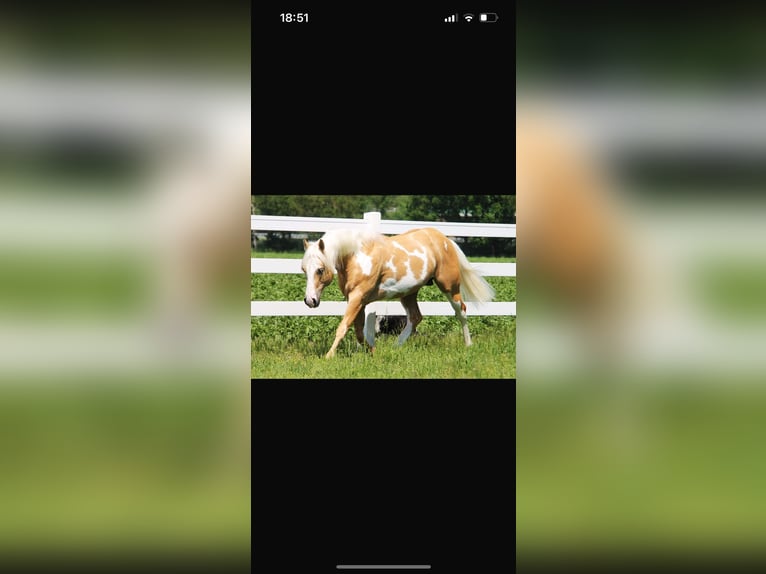 American Paint Horse Croisé Hongre 3 Ans 144 cm Palomino in Ulrichstein