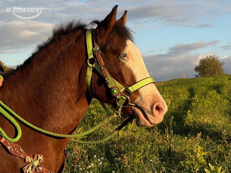 American Paint Horse Hongre 3 Ans 144 cm Pinto in Linkenbach