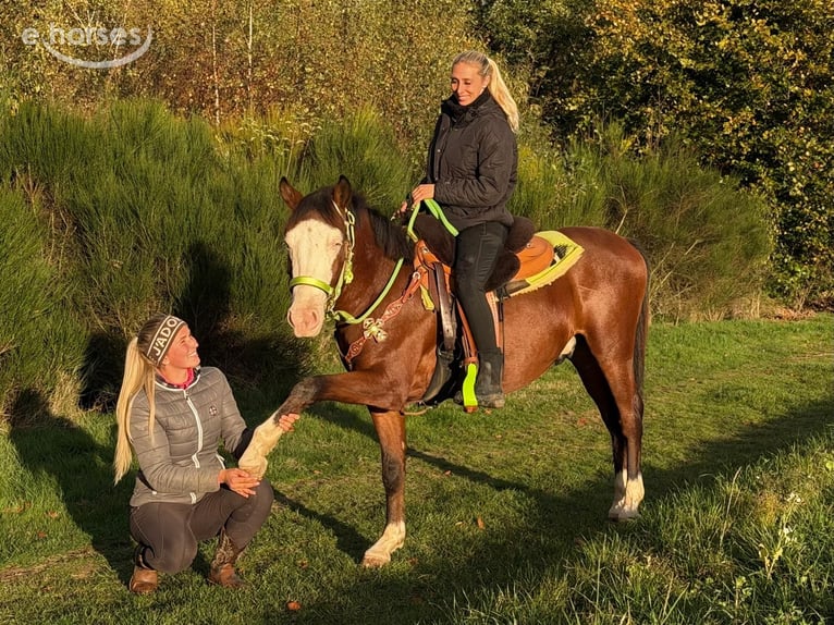 American Paint Horse Hongre 3 Ans 144 cm Pinto in Linkenbach