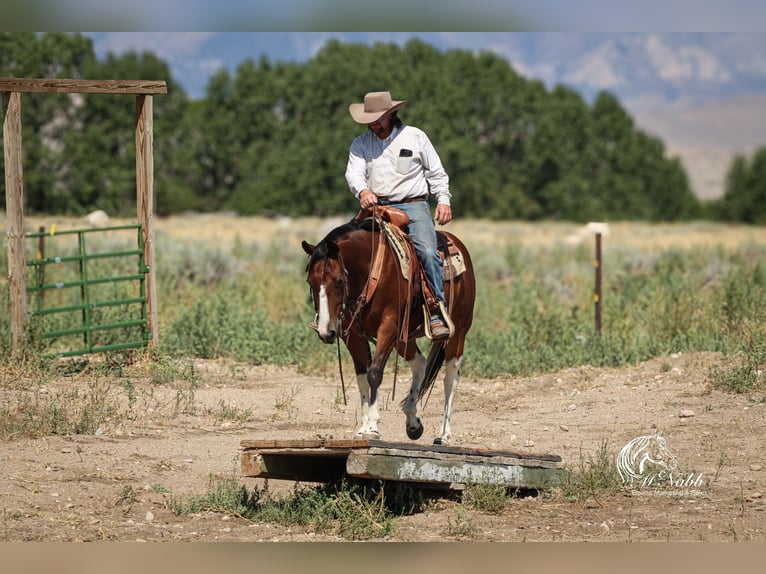 American Paint Horse Hongre 3 Ans 145 cm Bai cerise in Cody