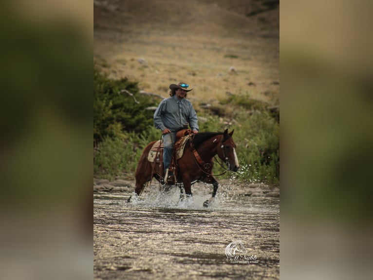 American Paint Horse Hongre 3 Ans 145 cm Bai cerise in Cody