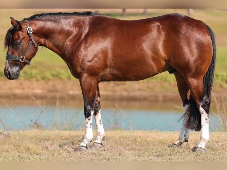 American Paint Horse Hongre 3 Ans 145 cm Tobiano-toutes couleurs in Jacksboro, TX