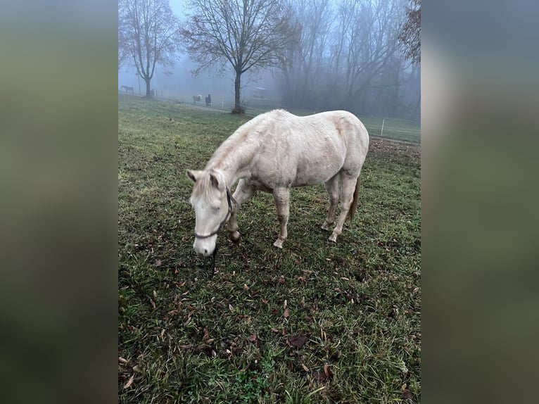 American Paint Horse Hongre 3 Ans 147 cm in Naumburg