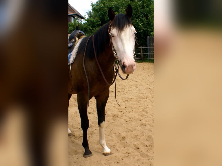 American Paint Horse Hongre 3 Ans 148 cm Overo-toutes couleurs in Velpke⁸
