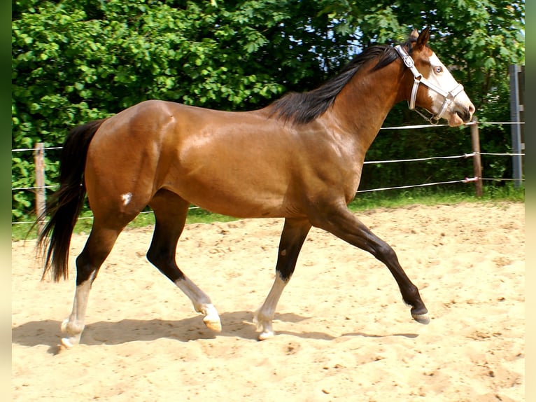 American Paint Horse Hongre 3 Ans 148 cm Overo-toutes couleurs in Velpke