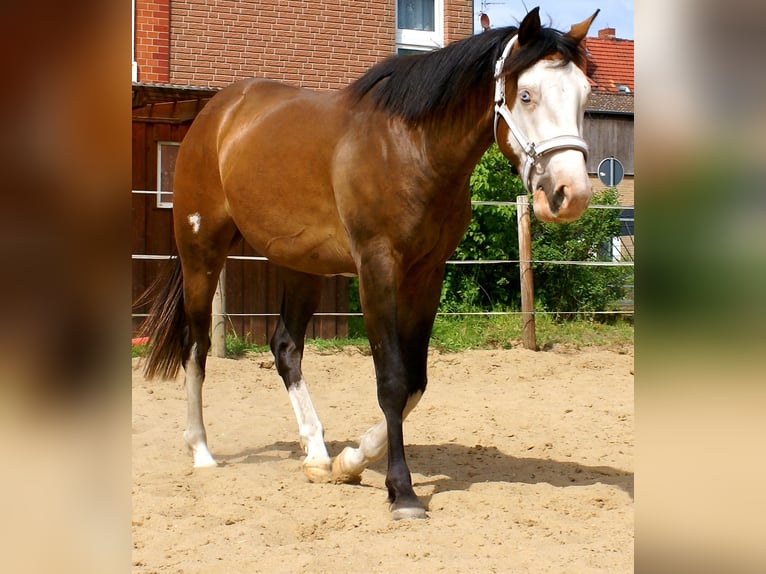 American Paint Horse Hongre 3 Ans 148 cm Overo-toutes couleurs in Velpke