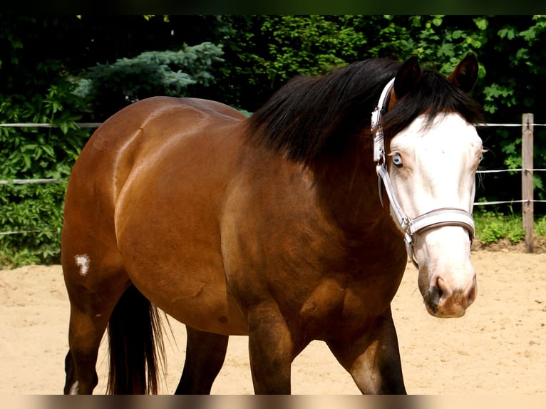 American Paint Horse Hongre 3 Ans 148 cm Overo-toutes couleurs in Velpke