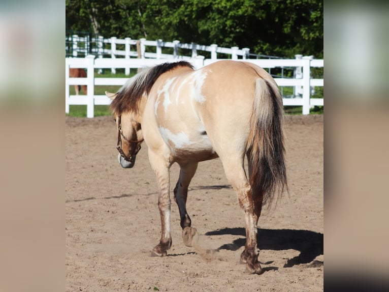 American Paint Horse Croisé Hongre 3 Ans 148 cm Tobiano-toutes couleurs in Oberhausen