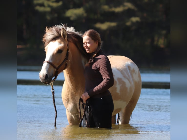 American Paint Horse Croisé Hongre 3 Ans 148 cm Tobiano-toutes couleurs in Oberhausen