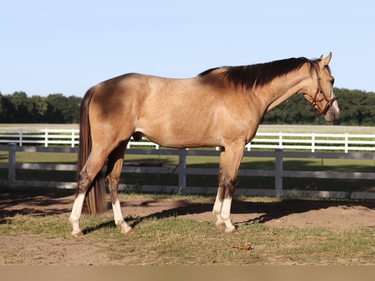 American Paint Horse Croisé Hongre 3 Ans 150 cm Buckskin in Oberhausen