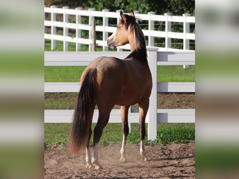 American Paint Horse Croisé Hongre 3 Ans 150 cm Buckskin in Oberhausen
