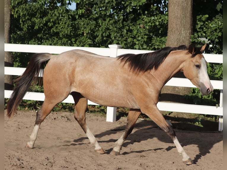 American Paint Horse Croisé Hongre 3 Ans 150 cm Buckskin in Oberhausen