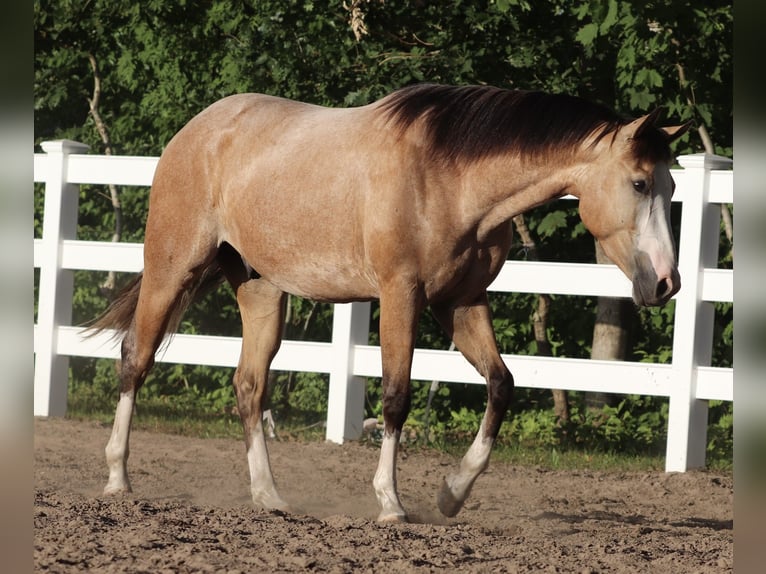 American Paint Horse Croisé Hongre 3 Ans 150 cm Buckskin in Oberhausen