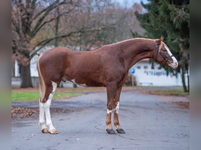 American Paint Horse Croisé Hongre 3 Ans 150 cm Pinto in Buseck