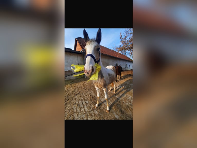 American Paint Horse Croisé Hongre 3 Ans 150 cm Pinto in Marienmünster