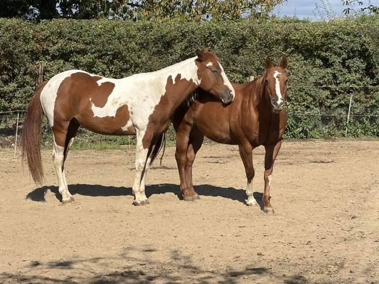 American Paint Horse Hongre 3 Ans 150 cm Tobiano-toutes couleurs in Bemelen