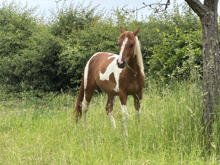 American Paint Horse Hongre 3 Ans 150 cm Tobiano-toutes couleurs in Bemelen