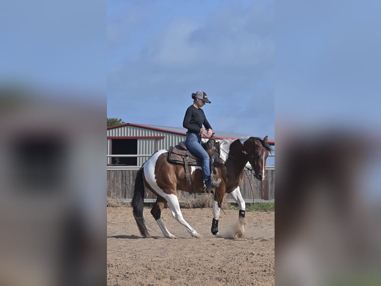American Paint Horse Hongre 3 Ans 152 cm Bai cerise in Stephenville