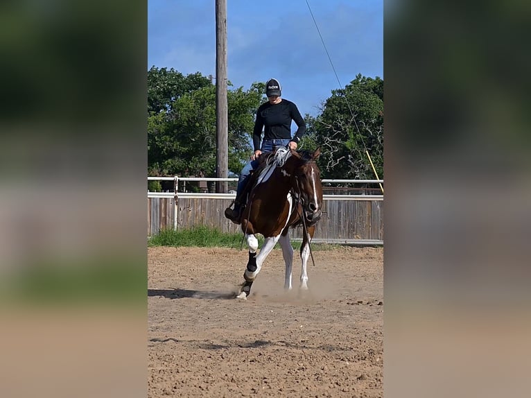 American Paint Horse Hongre 3 Ans 152 cm Bai cerise in Stephenville
