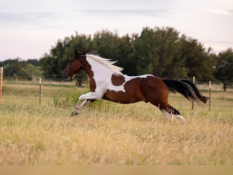 American Paint Horse Hongre 3 Ans 152 cm Bai cerise in Stephenville