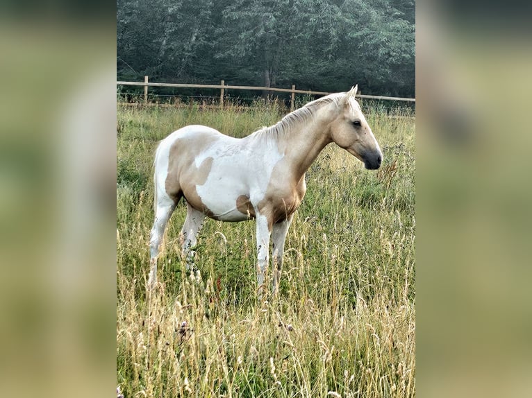 American Paint Horse Hongre 3 Ans 152 cm Pinto in Langerwehe