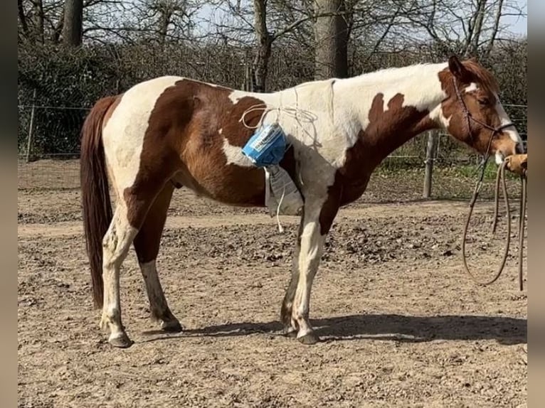 American Paint Horse Hongre 3 Ans 152 cm Tobiano-toutes couleurs in Bemelen