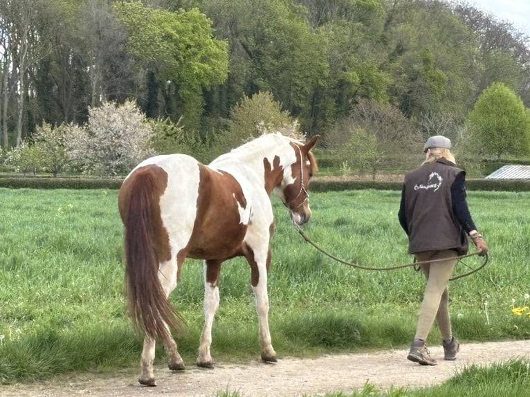 American Paint Horse Hongre 3 Ans 152 cm Tobiano-toutes couleurs in Bemelen
