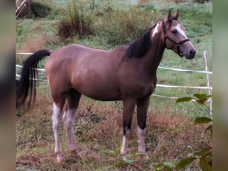 American Paint Horse Hongre 3 Ans 153 cm Buckskin in Beckingen