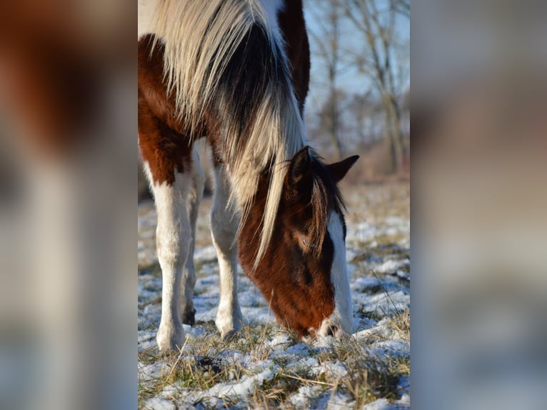 American Paint Horse Hongre 3 Ans 153 cm Tobiano-toutes couleurs in Neustadt Dosse