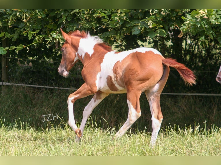 American Paint Horse Hongre 3 Ans 154 cm Alezan brûlé in Düsseldorf