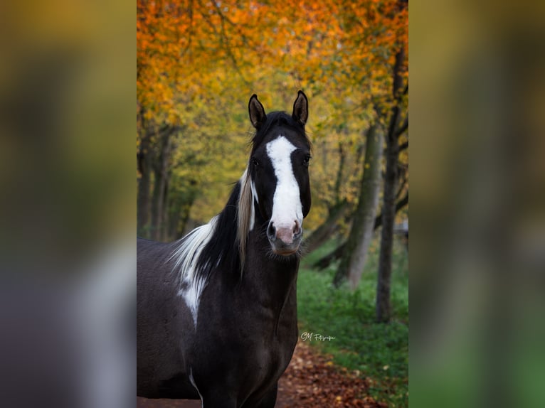 American Paint Horse Hongre 3 Ans 155 cm Grullo in Amsterdam