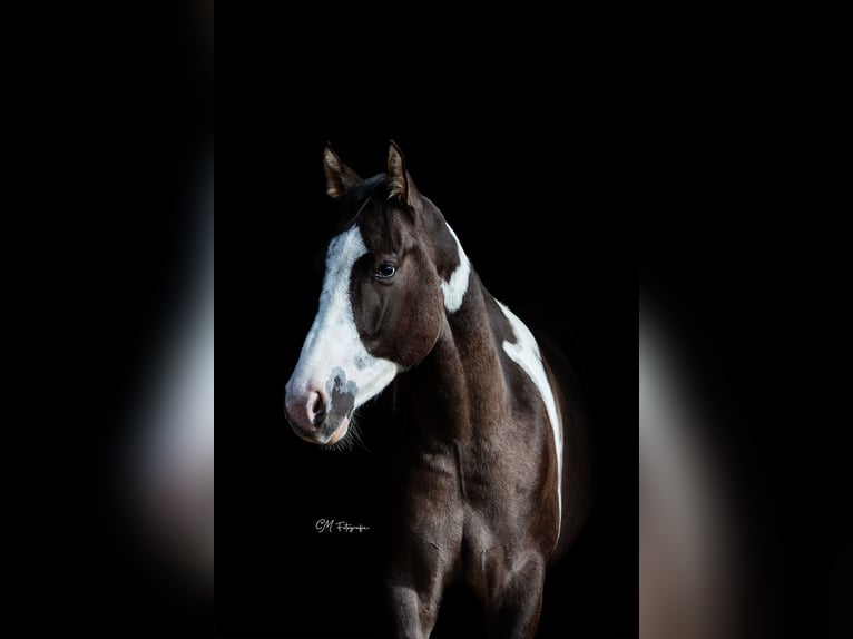 American Paint Horse Hongre 3 Ans 155 cm Grullo in Amsterdam