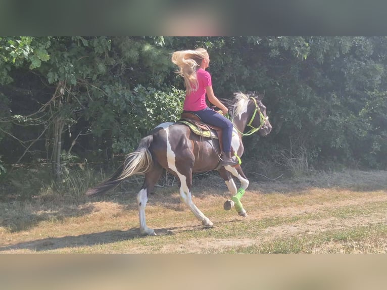 American Paint Horse Hongre 3 Ans 155 cm Pinto in Linkenbach
