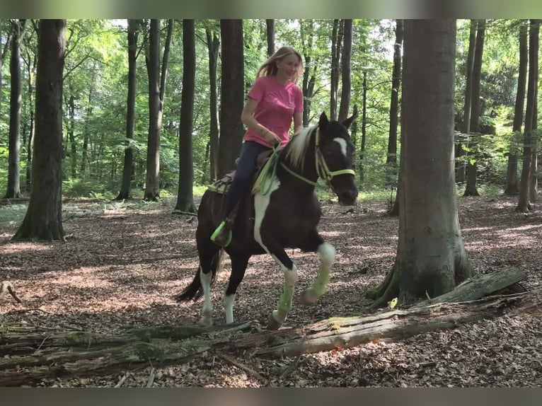 American Paint Horse Hongre 3 Ans 155 cm Pinto in Linkenbach