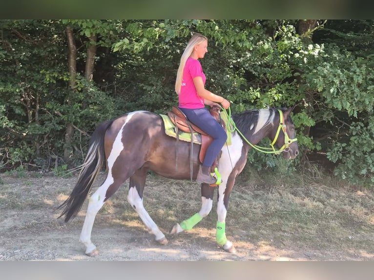 American Paint Horse Hongre 3 Ans 155 cm Pinto in Linkenbach