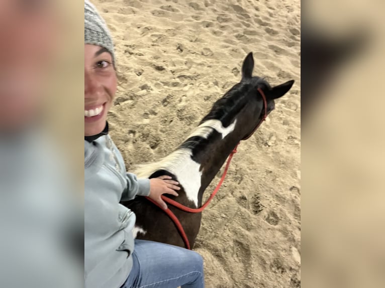 American Paint Horse Hongre 3 Ans 155 cm Tobiano-toutes couleurs in Kappelen