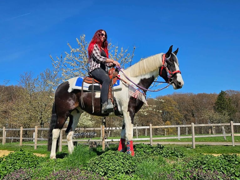 American Paint Horse Croisé Hongre 3 Ans 156 cm Pinto in Linkenbach