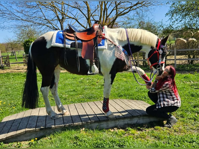 American Paint Horse Croisé Hongre 3 Ans 156 cm Pinto in Linkenbach