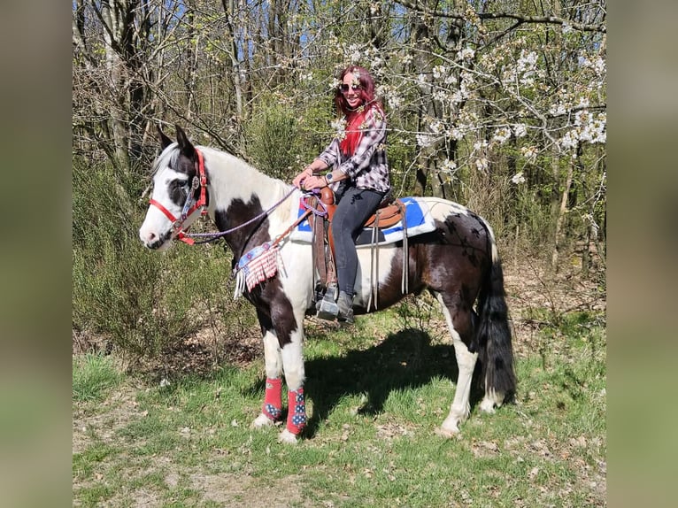 American Paint Horse Croisé Hongre 3 Ans 156 cm Pinto in Linkenbach