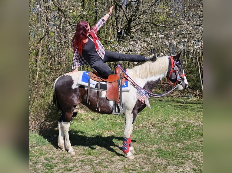 American Paint Horse Croisé Hongre 3 Ans 156 cm Pinto in Linkenbach