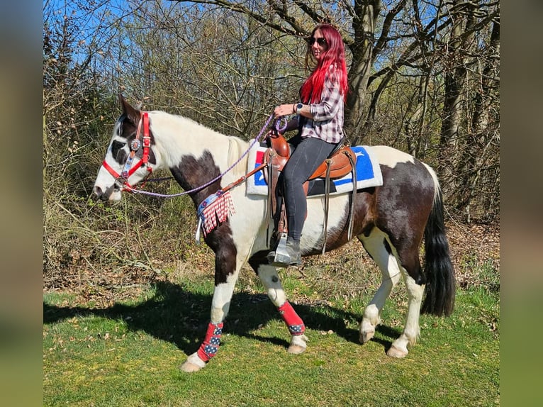 American Paint Horse Croisé Hongre 3 Ans 156 cm Pinto in Linkenbach