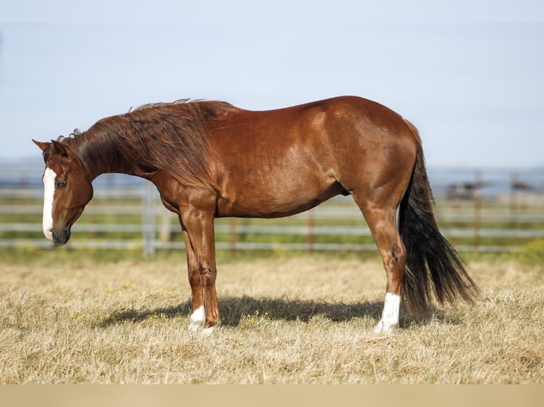 American Paint Horse Hongre 3 Ans Alezan cuivré in Ferndale