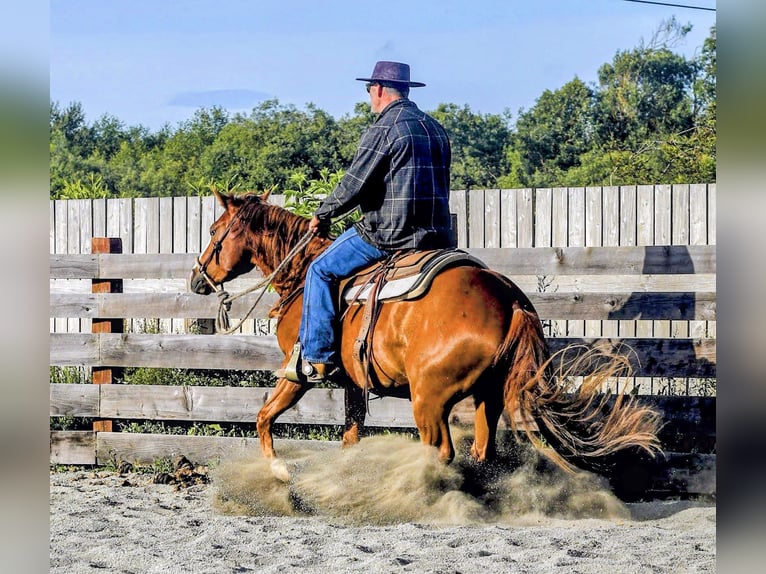 American Paint Horse Hongre 3 Ans Alezan cuivré in Ferndale