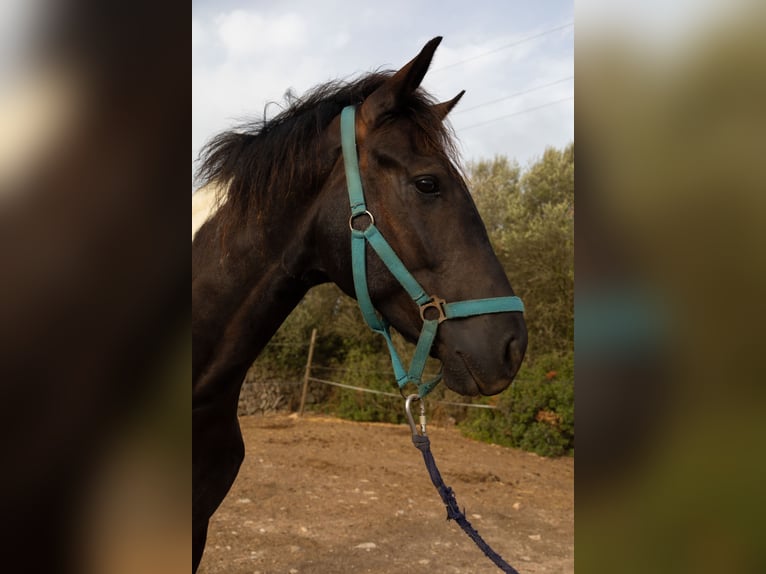 American Paint Horse Hongre 3 Ans Tovero-toutes couleurs in Algaida