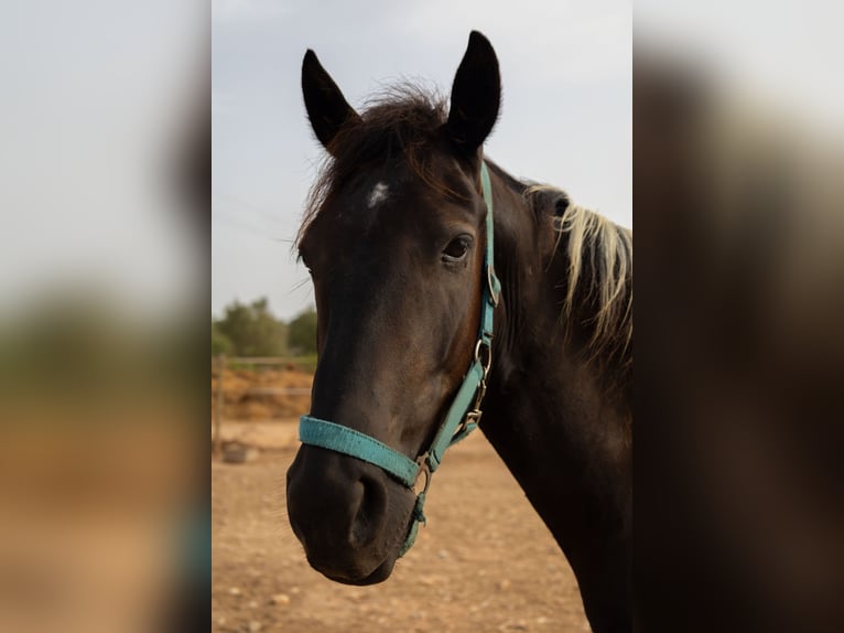 American Paint Horse Hongre 3 Ans Tovero-toutes couleurs in Algaida