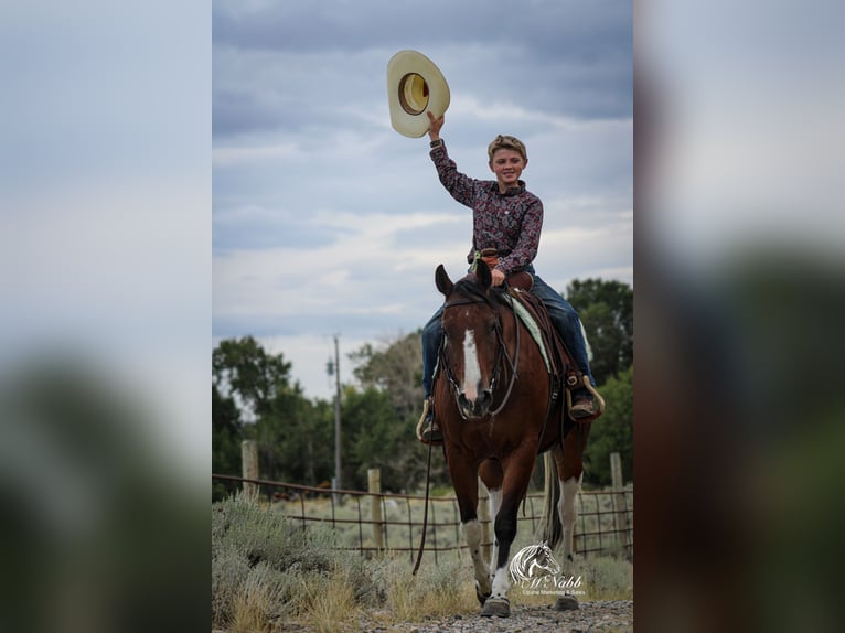 American Paint Horse Hongre 4 Ans 145 cm Bai cerise in Cody