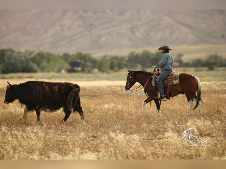 American Paint Horse Hongre 4 Ans 145 cm Bai cerise in Cody