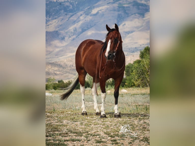 American Paint Horse Hongre 4 Ans 145 cm Bai cerise in Cody