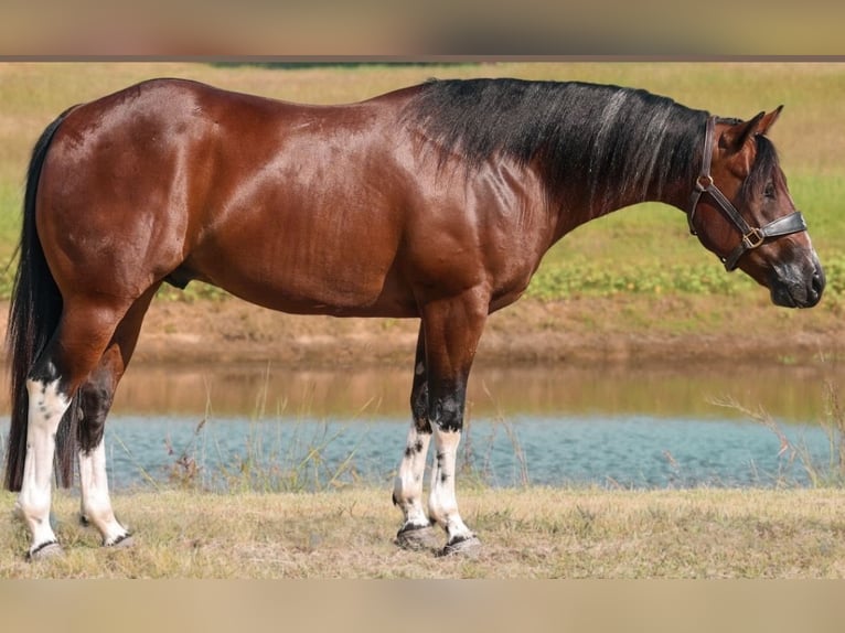 American Paint Horse Hongre 4 Ans 145 cm Tobiano-toutes couleurs in Jacksboro, TX
